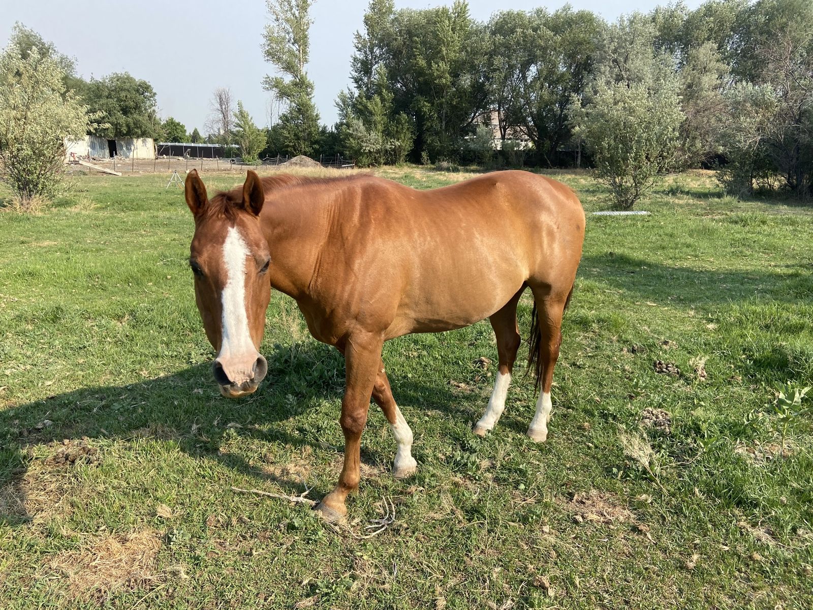 16 Year Old Gelding