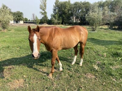 16 Year Old Gelding