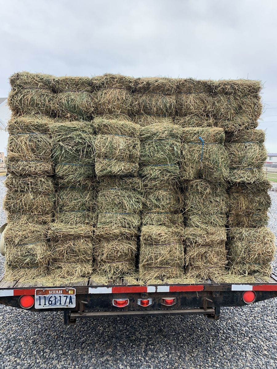 Alfalfa hay