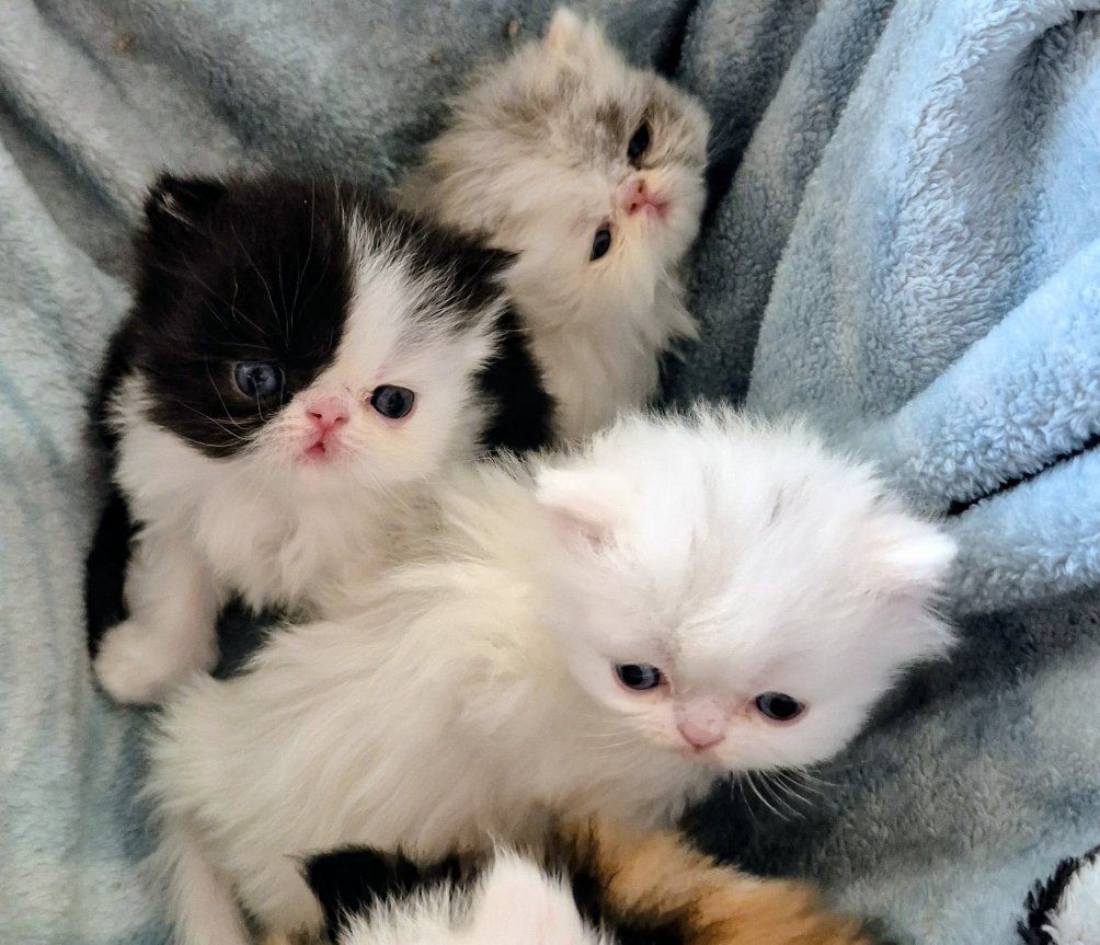 Persian Purebred ( 5 total)