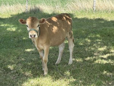 Charolais / Jersey Cross Heifers - Milk or Beef