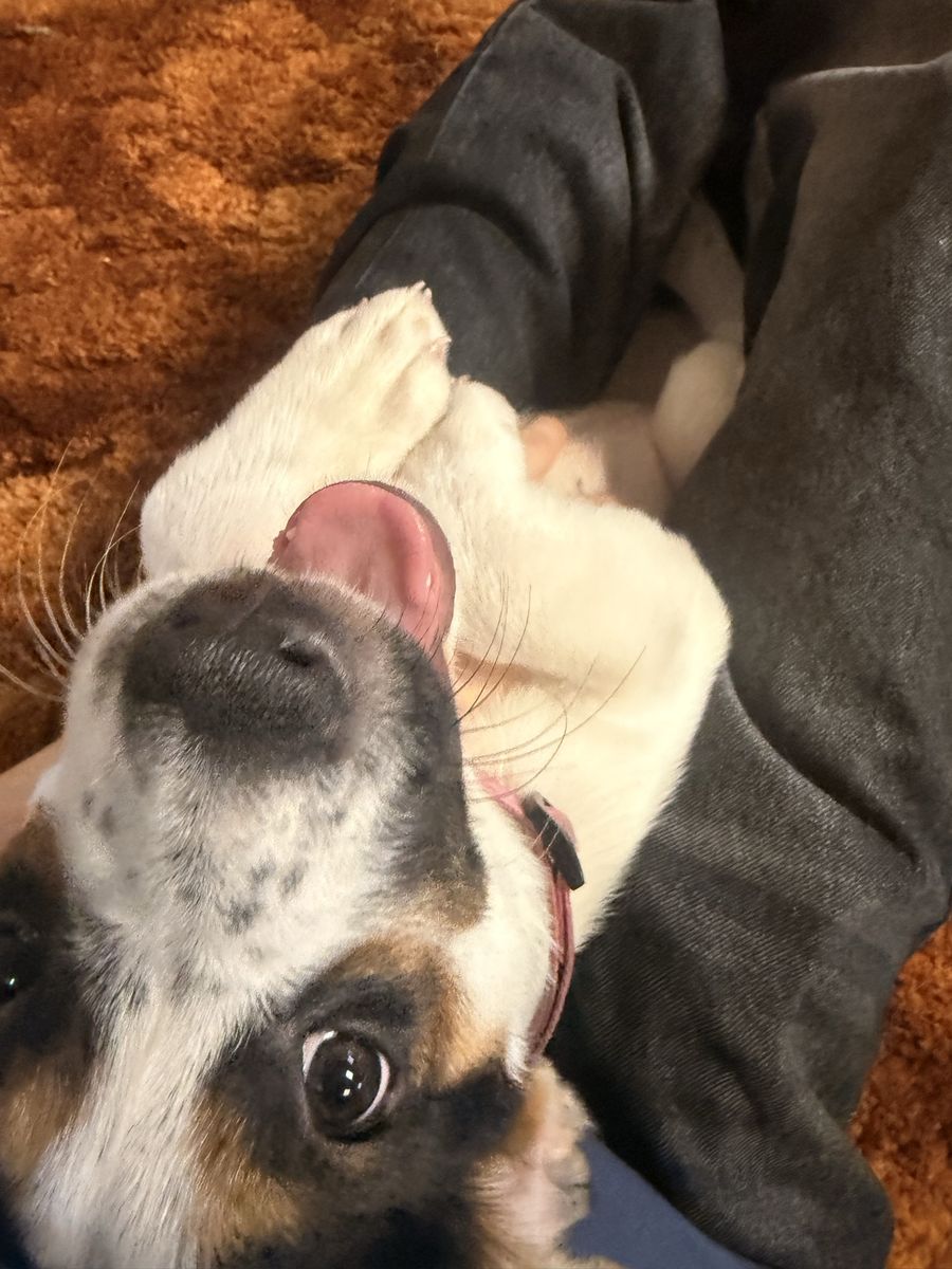 Blue heeler pir bull mix puppy