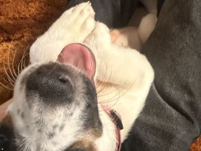 Blue heeler pir bull mix puppy