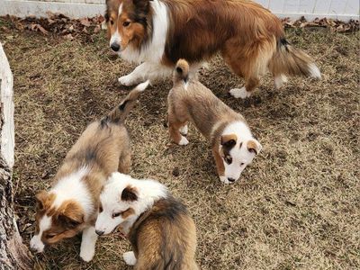 Sheltie/Red Heeler Puppies