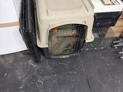Petmate Vari Kennel Ultra Plastic Dog Crate Tan & Black (Size Large)