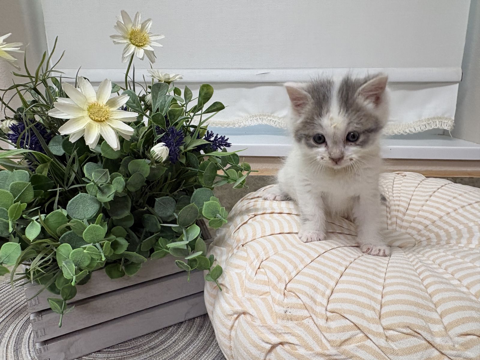 Adorable Kittens