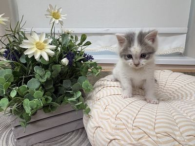 Adorable Kittens