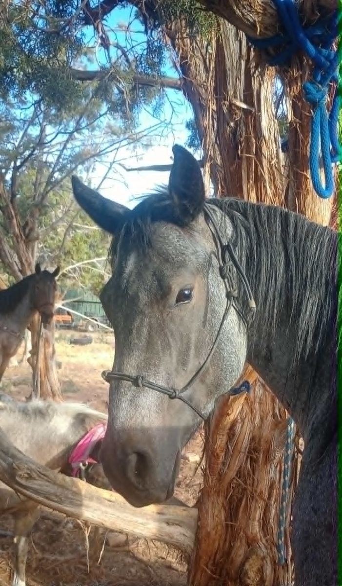 Beautiful 2021 AQHA bay roan mare