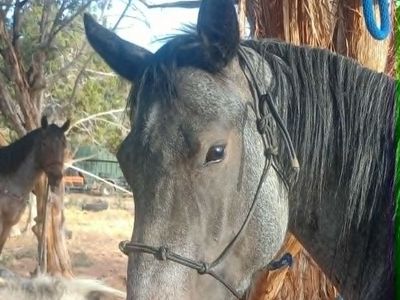 Beautiful 2021 AQHA bay roan mare