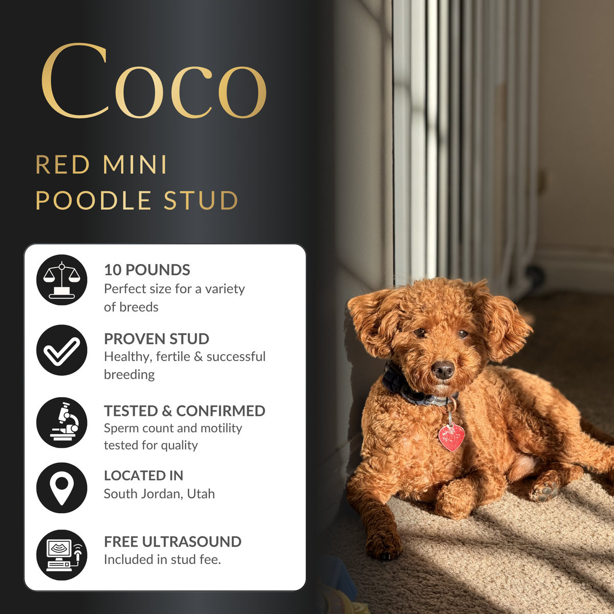 Gorgeous Mini Red Poodle Stud Service – %100 Clear Health Tested Teddy Bear Puppies