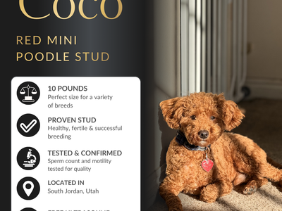 Gorgeous Mini Red Poodle Stud Service – %100 Clear Health Tested Teddy Bear Puppies