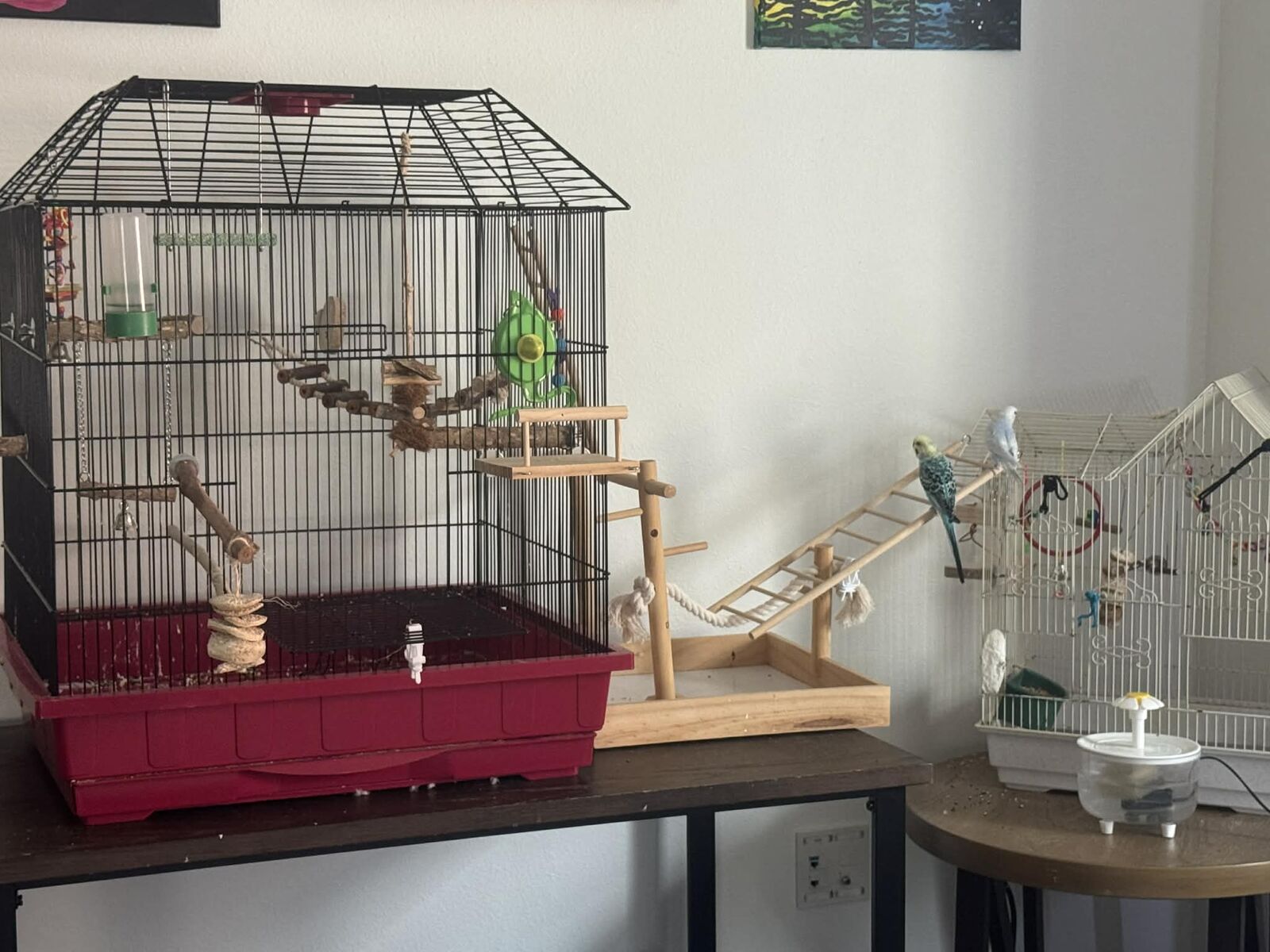 2 Parakeets: 1 male and 1 female