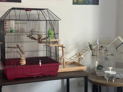 2 Parakeets: 1 male and 1 female