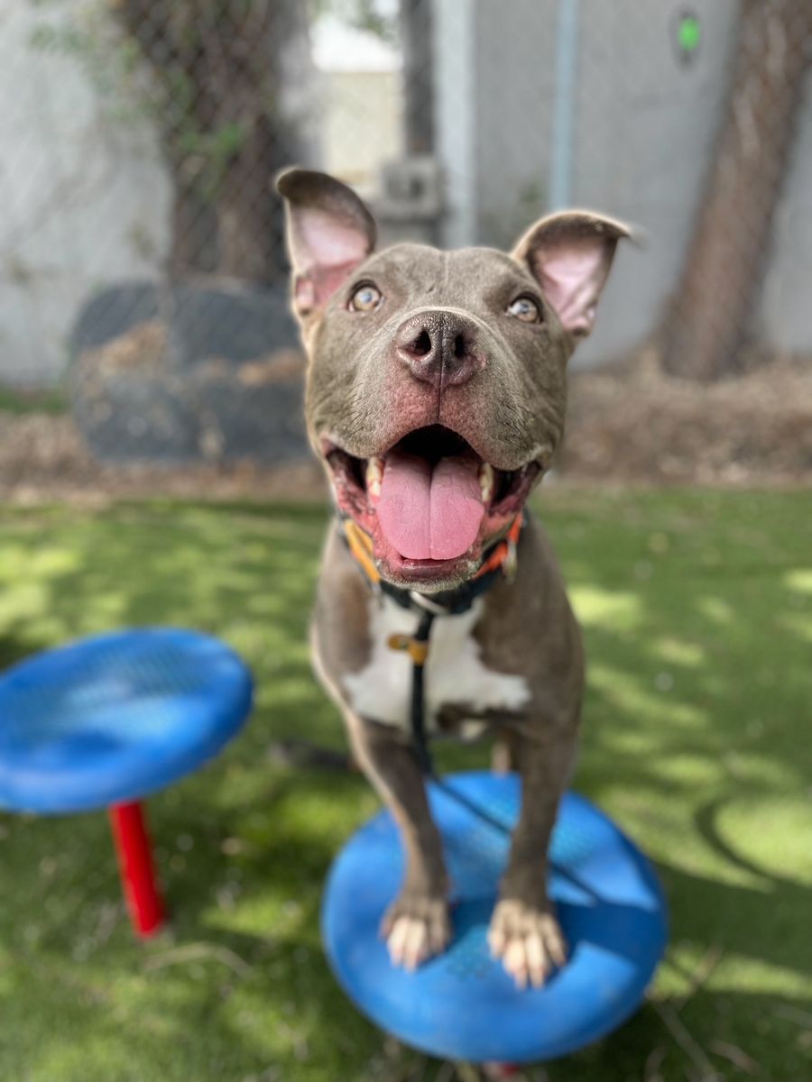 A162130 Tabasco is Available for Adoptions!
