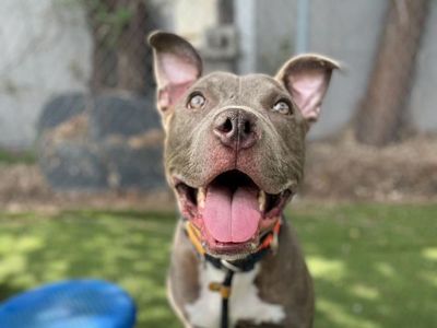 A162130 Tabasco is Available for Adoptions!