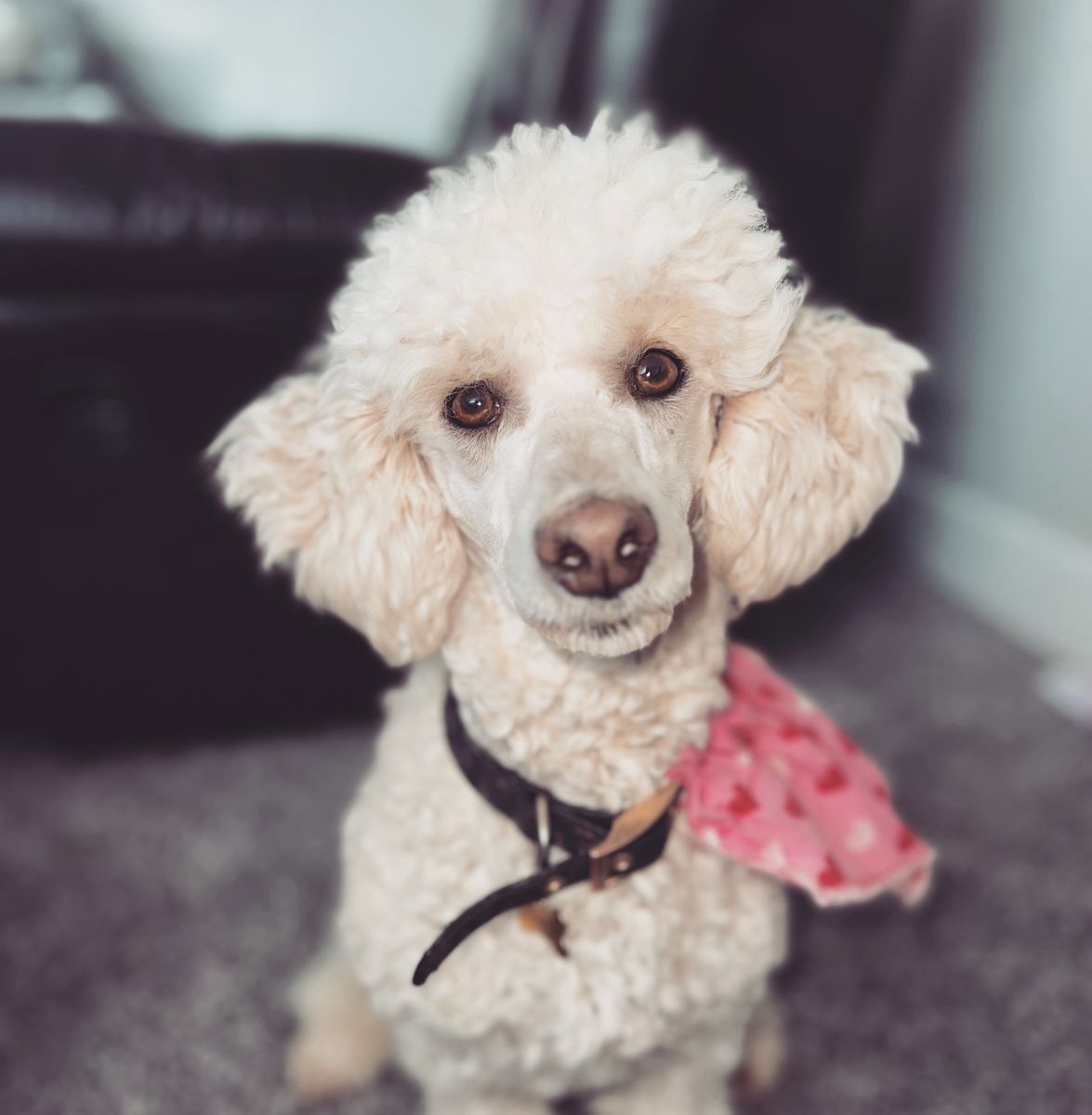 Mini Poodle