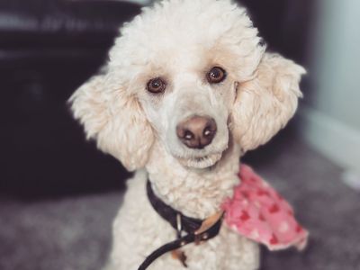 Mini Poodle