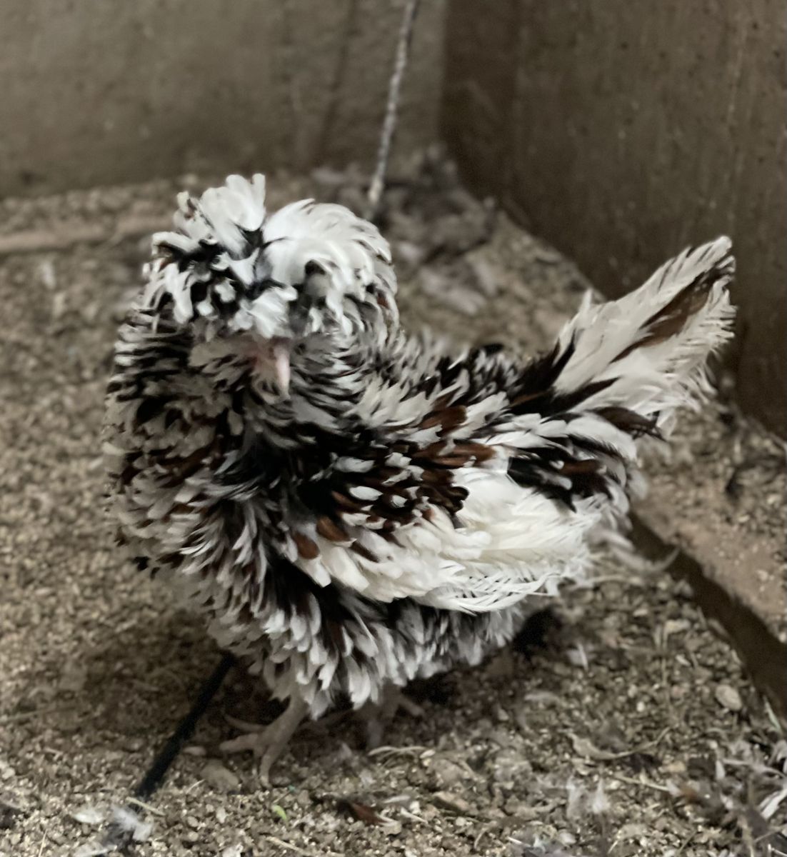 Tolbunt Polish Purebred Pullet/Hens