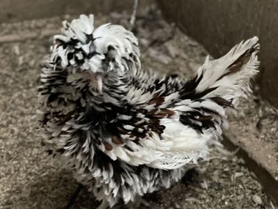 Tolbunt Polish Purebred Pullet/Hens