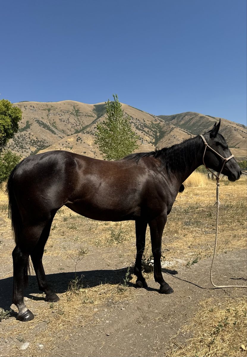 3 year old mare