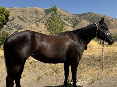 3 year old mare