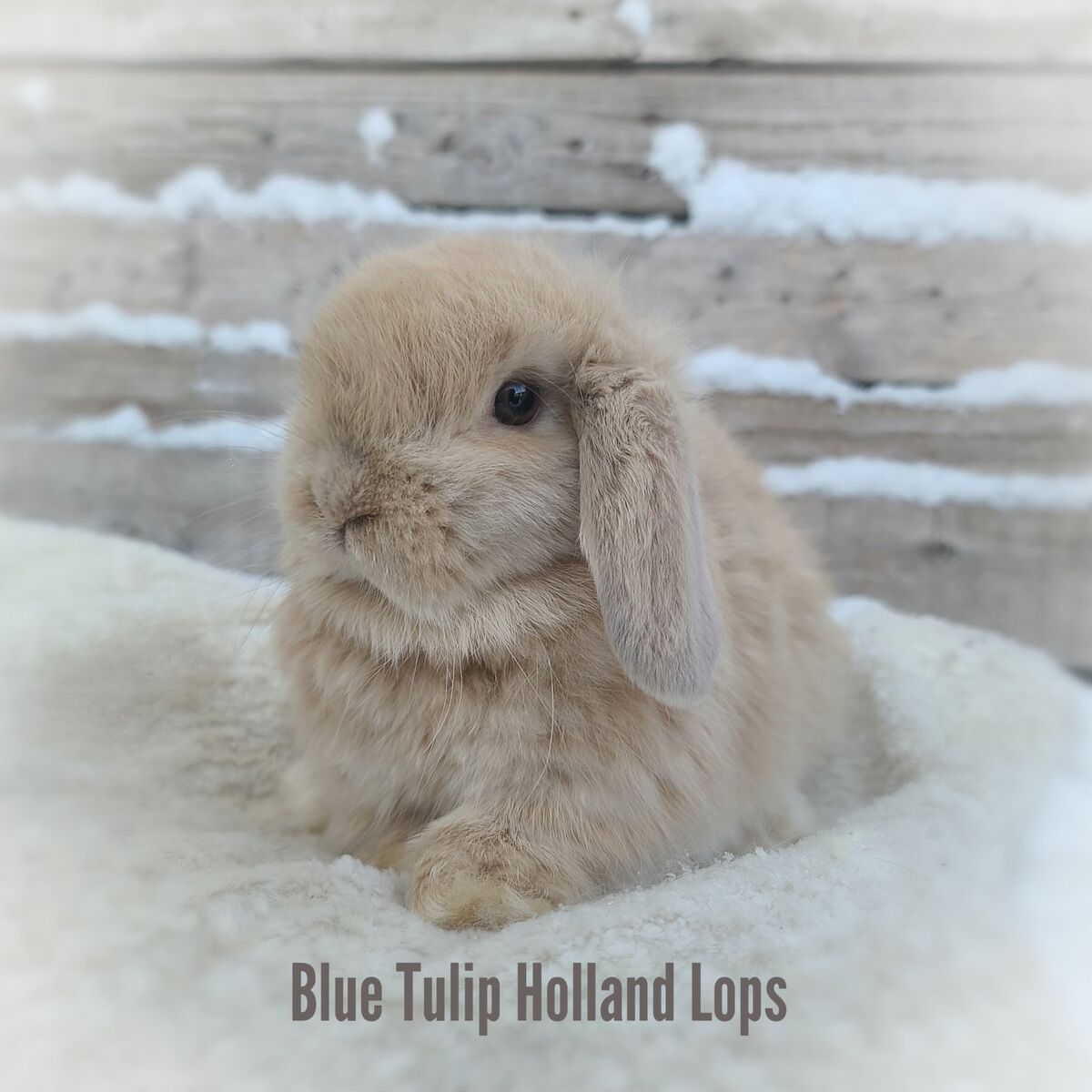 Lilac Cream Holland Lop