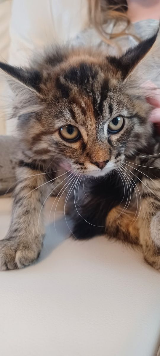 Free kitten
