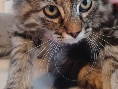Free kitten