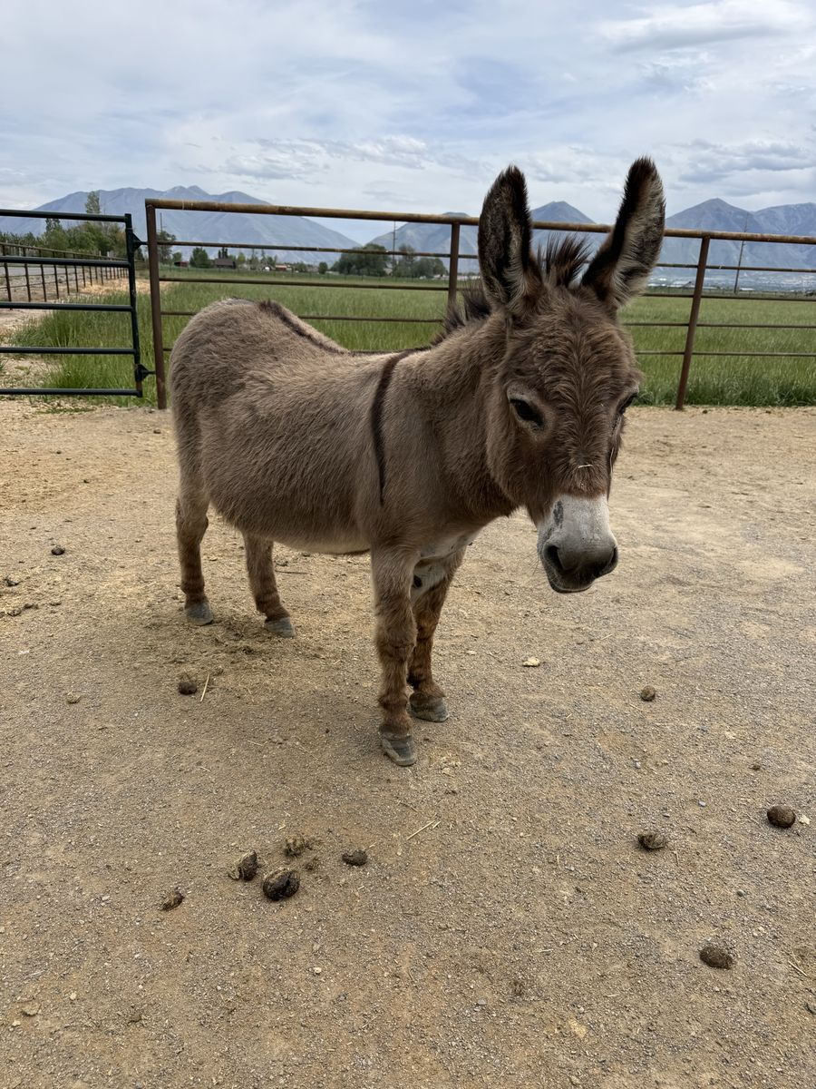 Mini Donkey