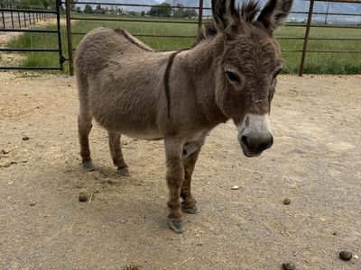 Mini Donkey