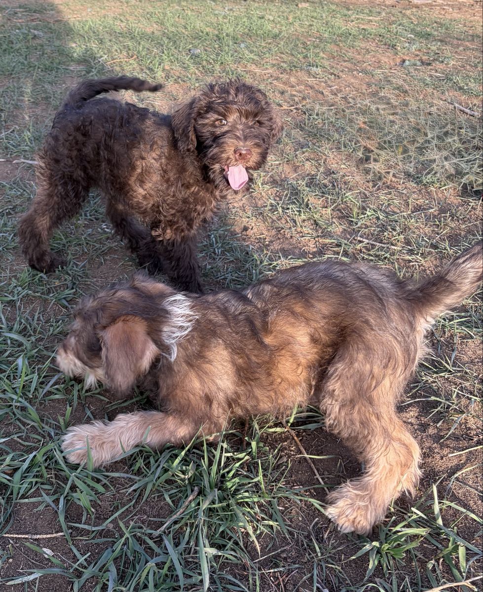 Male Schnoodle Pups!