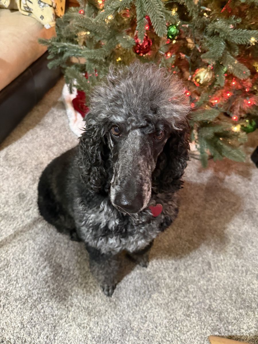 Poodle Mix Rehome