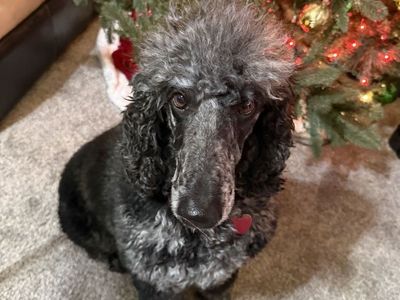 Poodle Mix Rehome