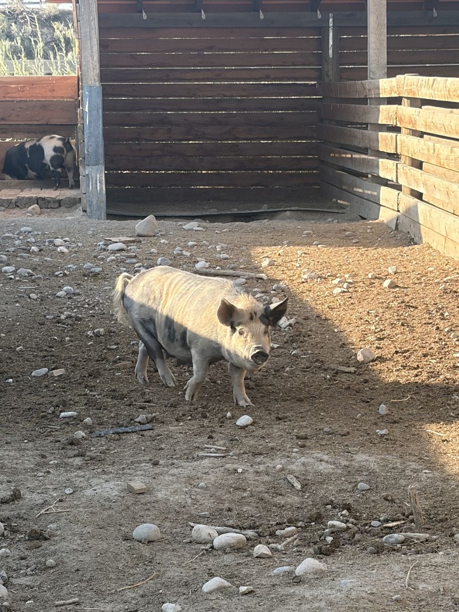 Kunekune first time moms