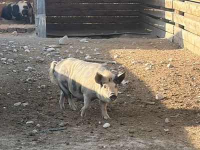 Kunekune first time moms