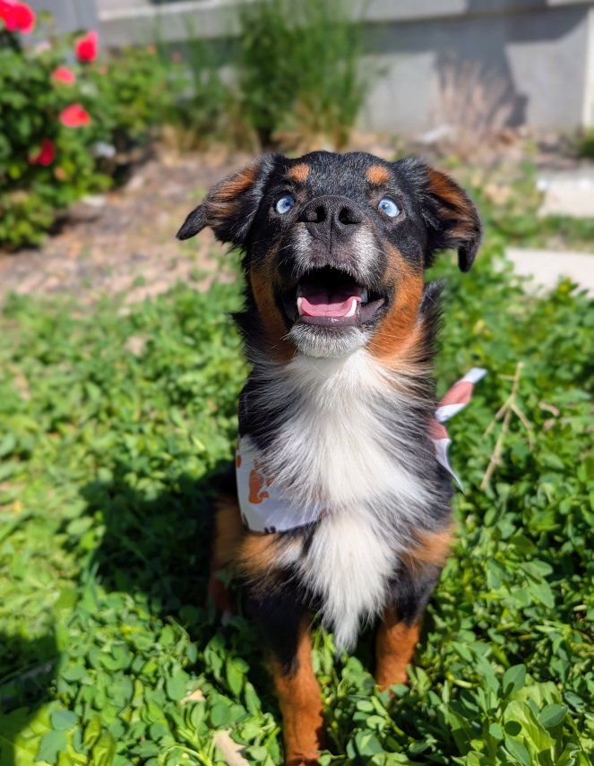Gorgeous Mini Aussie/Australian Shepherd ASDR