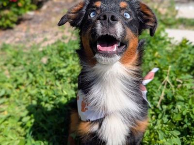 Gorgeous Mini Aussie/Australian Shepherd ASDR
