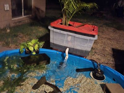 ISO OB peacock females