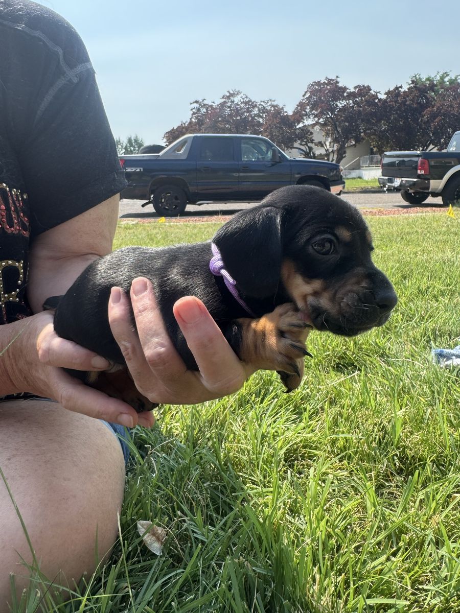 Dachshund Puppies - Dapple and Black & Tan - Adorable Companions