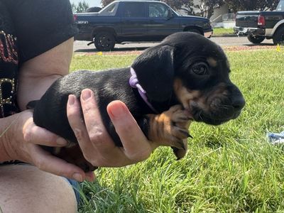 Dachshund Puppies - Dapple and Black & Tan - Adorable Companions