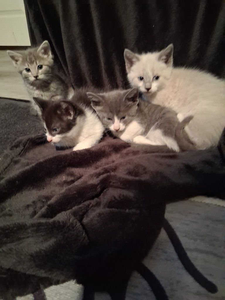 Adorable Kittens Seeking Forever Homes - Various Colors, Playful Personalities