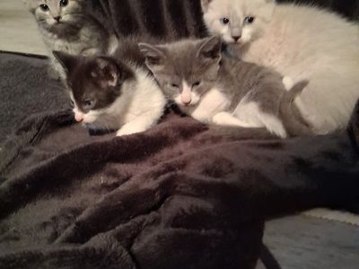 Adorable Kittens Seeking Forever Homes - Various Colors, Playful Personalities