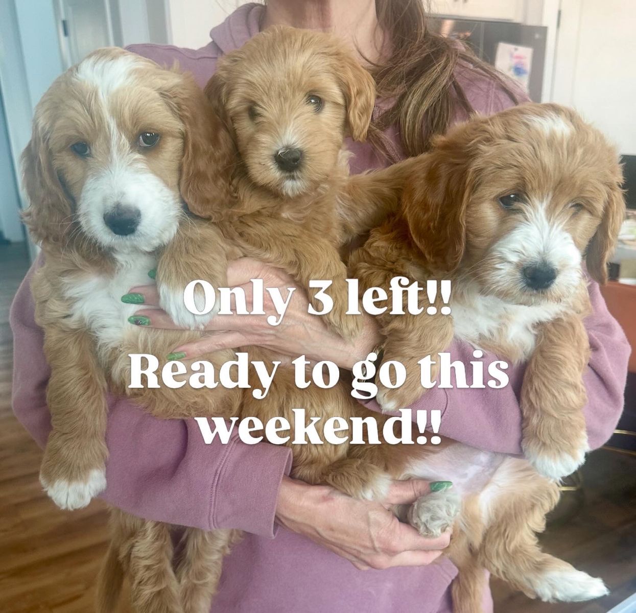 Mini Goldendoodle Puppies