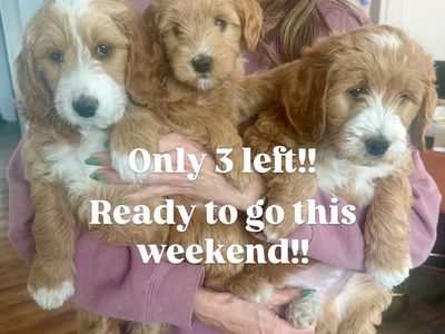 Mini Goldendoodle Puppies