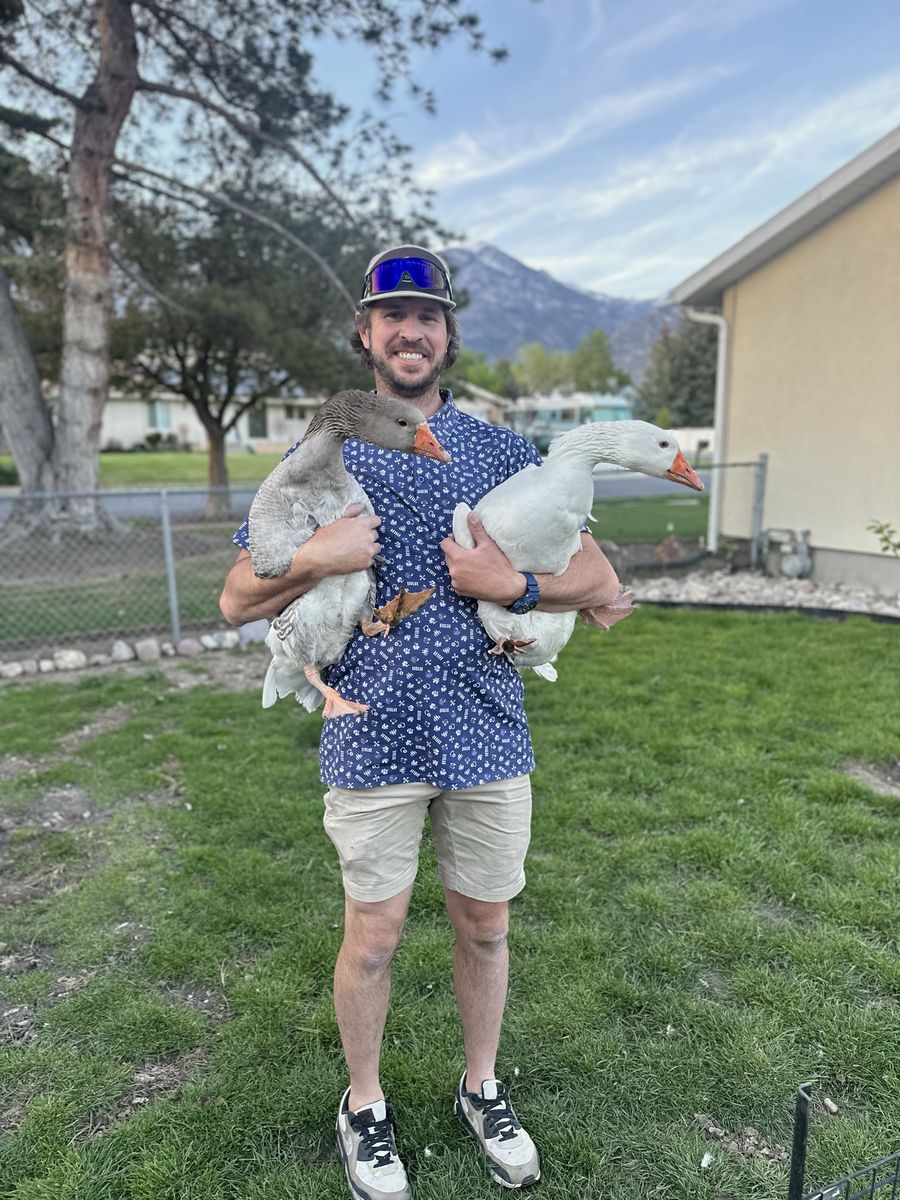 PROVEN BREEDING PAIR OF GEESE.