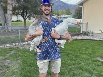 PROVEN BREEDING PAIR OF GEESE.