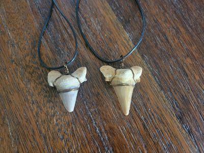 Real Fossil Shark Tooth Necklace Wire Wrapped
