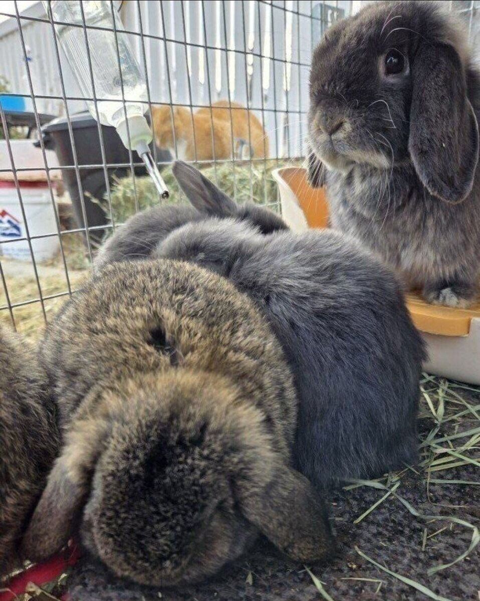 Holland Lop Bunny Rabbit