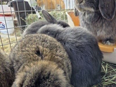 Holland Lop Bunny Rabbit