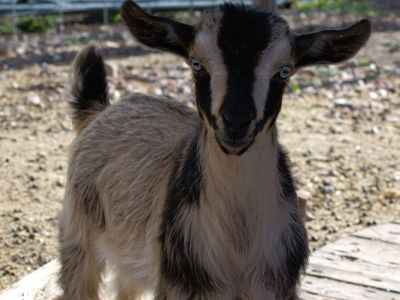 Nigerian Dwarf Doeling